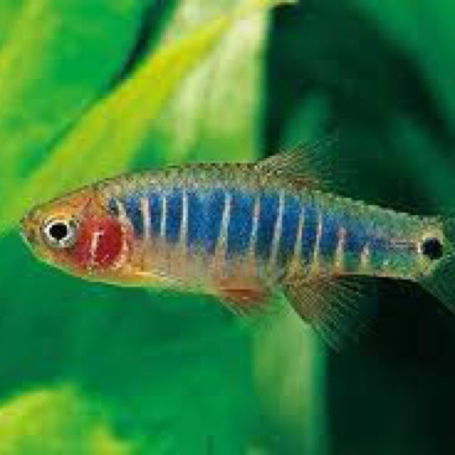fishさまの専用品です Shop All | Fish Fix - Tropical Fish Store