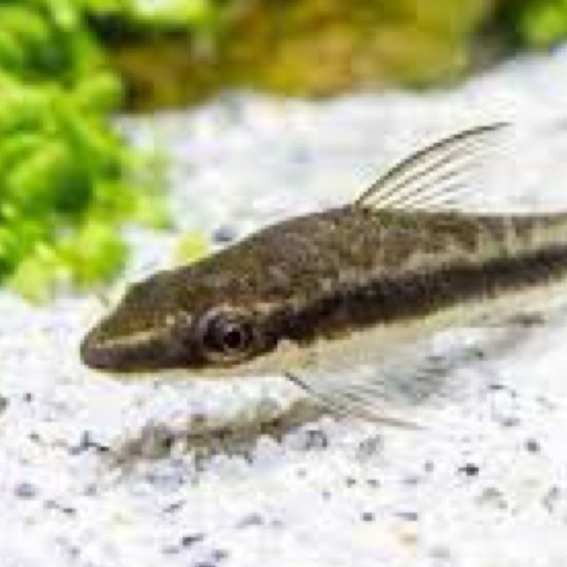 Shop All | Fish Fix - Tropical Fish Store