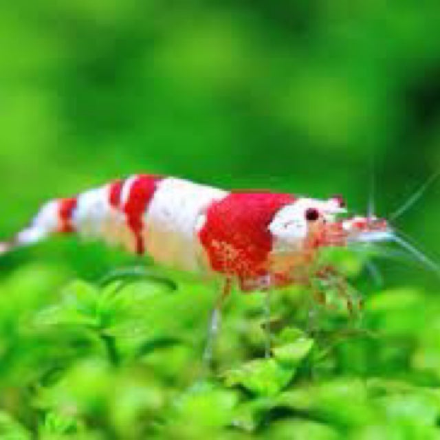 Shop All | Fish Fix - Tropical Fish Store