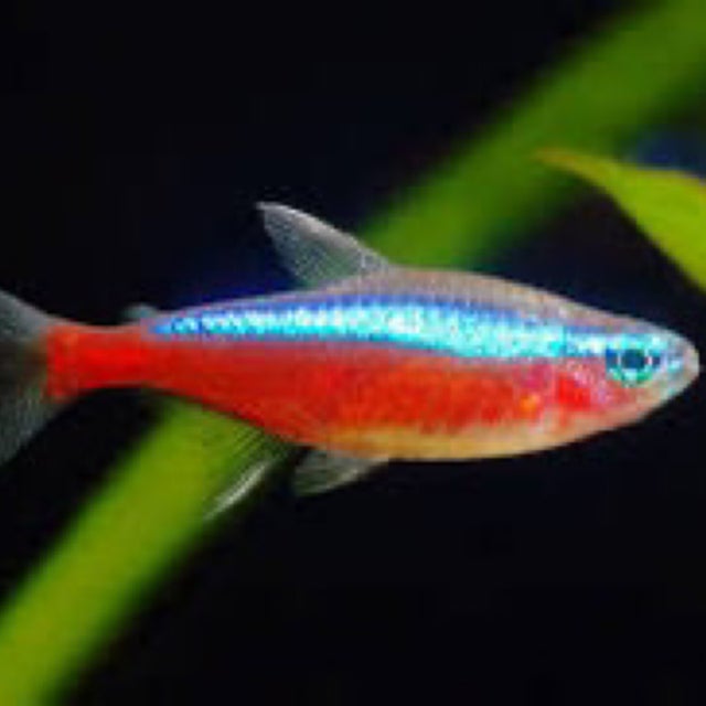 Shop All | Fish Fix - Tropical Fish Store