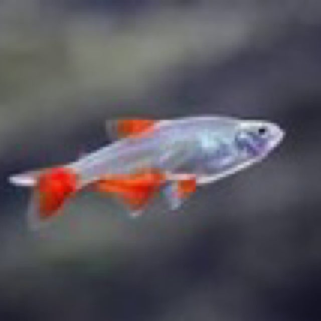 Shop All | Fish Fix - Tropical Fish Store