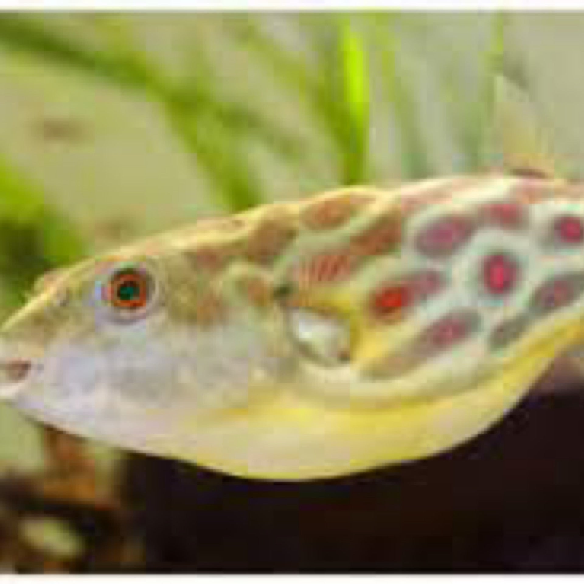 Cross River Redline Puffer - Tetraodon Pustulatus | Fish Fix