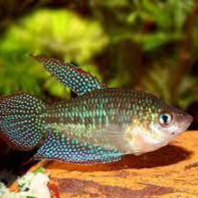 Shop All | Fish Fix - Tropical Fish Store