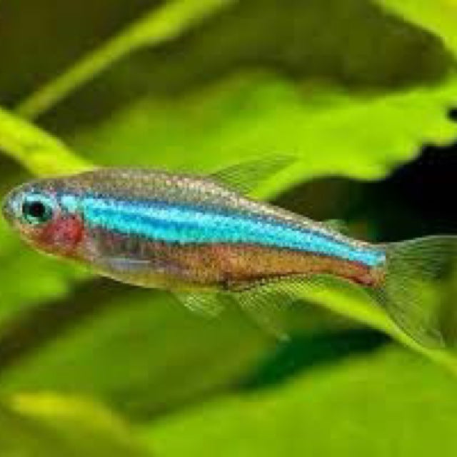 Shop All | Fish Fix - Tropical Fish Store