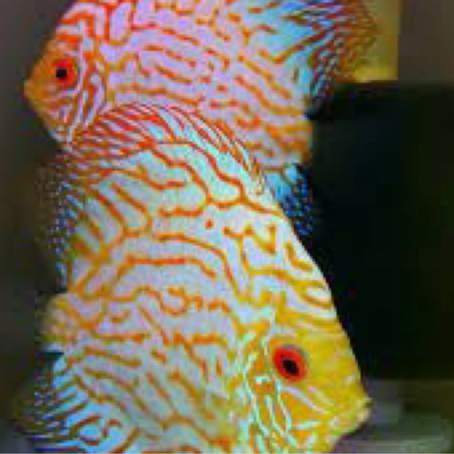 Shop All | Fish Fix - Tropical Fish Store