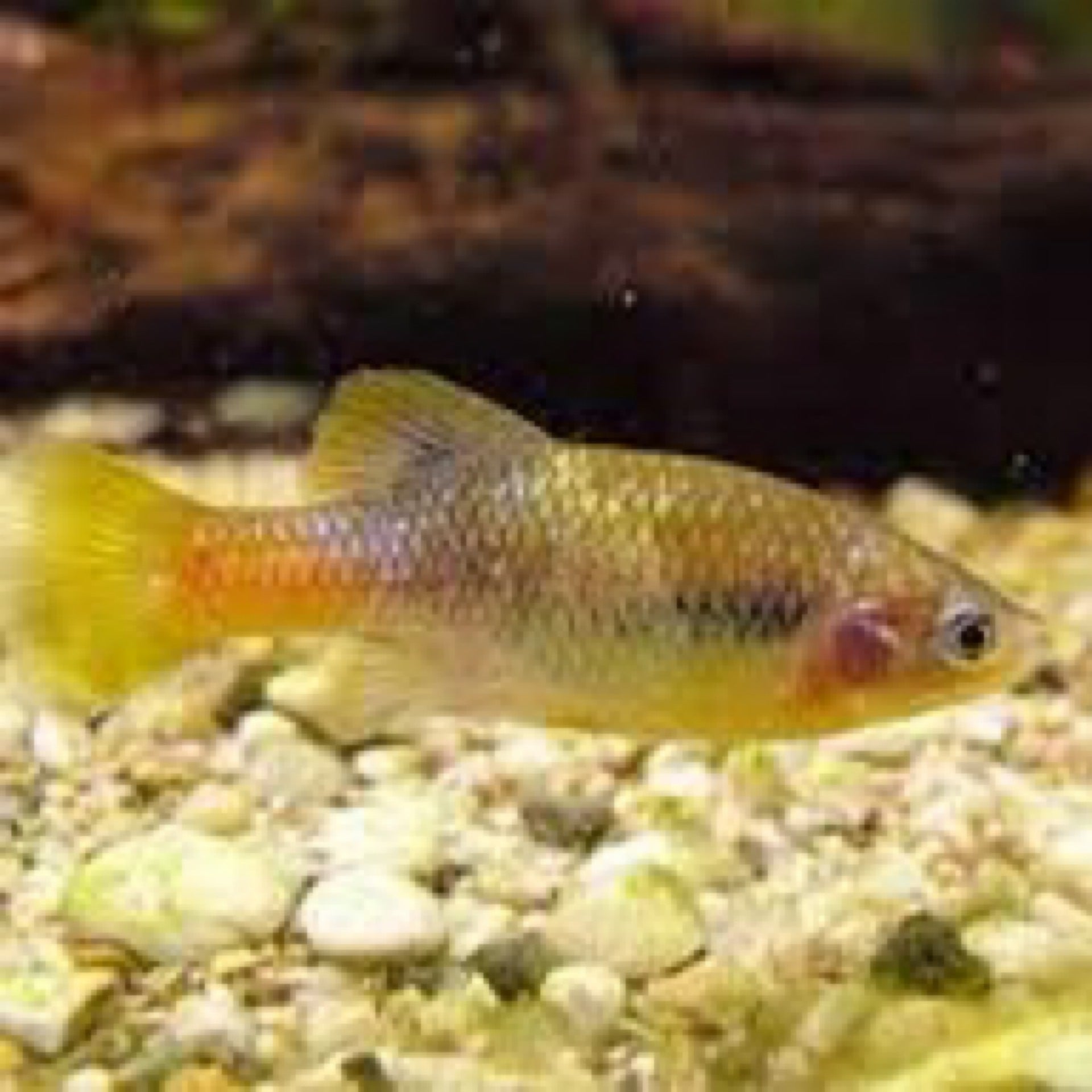 Xenotoca Doadrioi Fish Fix