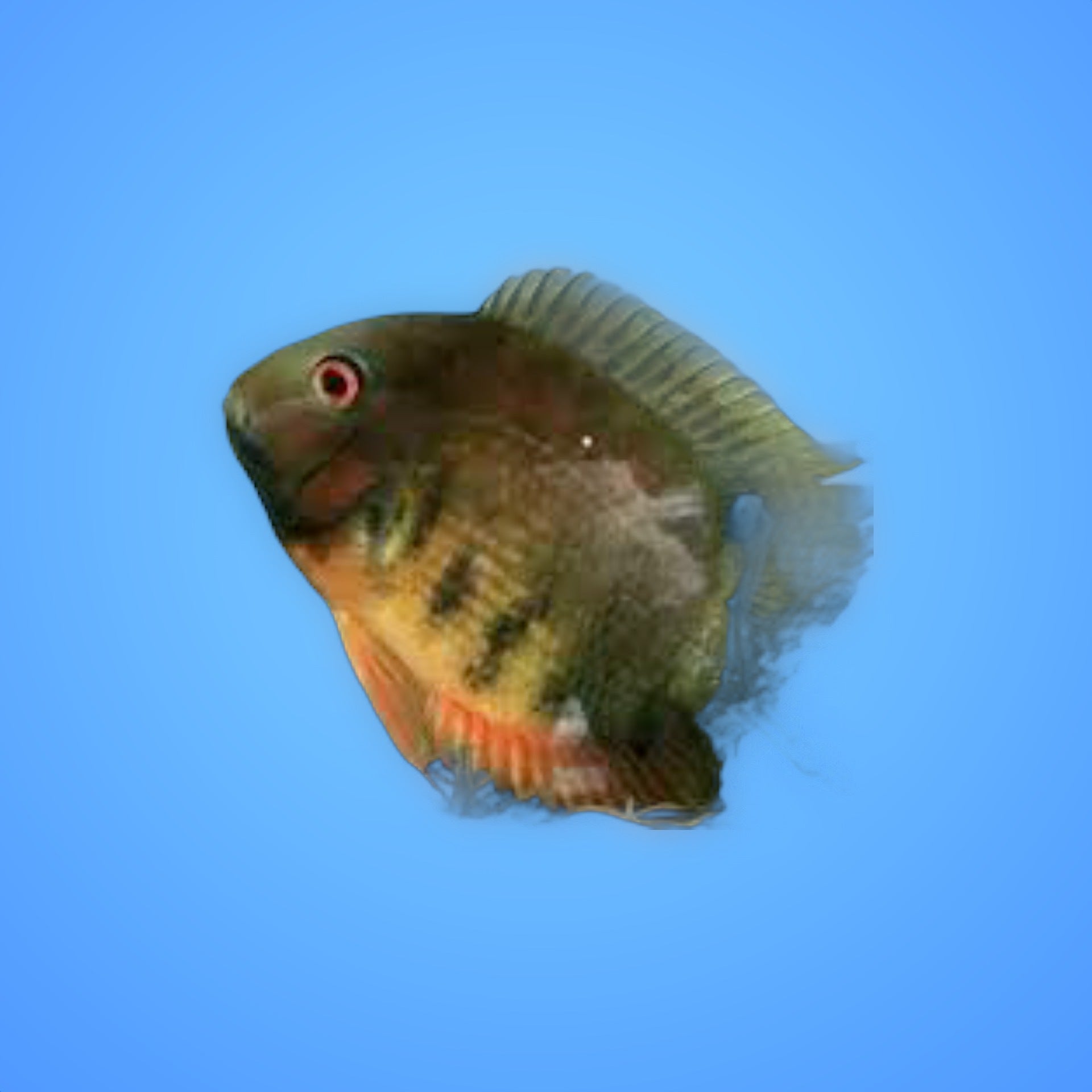 Red Rainbow Severum | Fish Fix