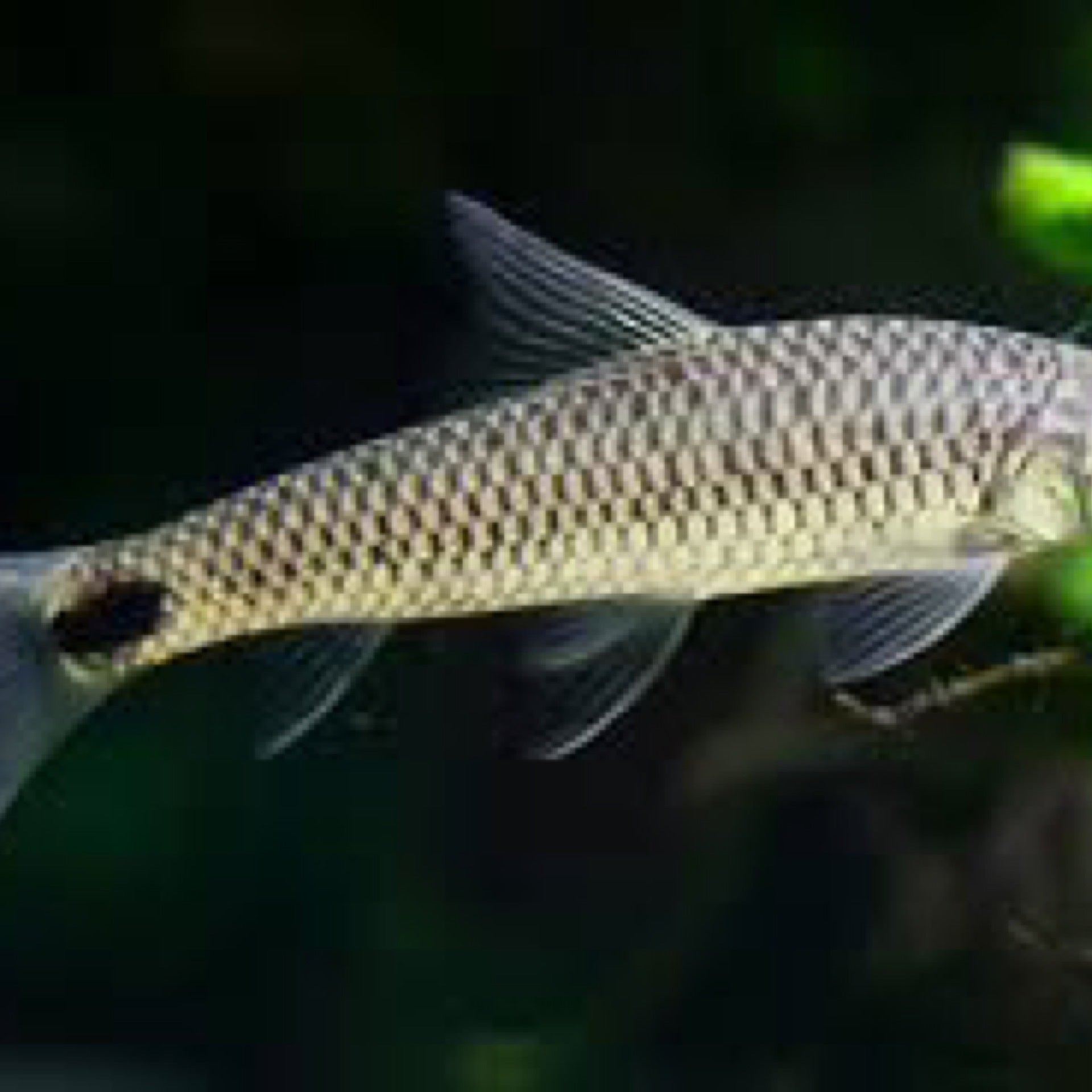 Silver Flying Fox Fish Fix Silver Flying Fox Fish Fix