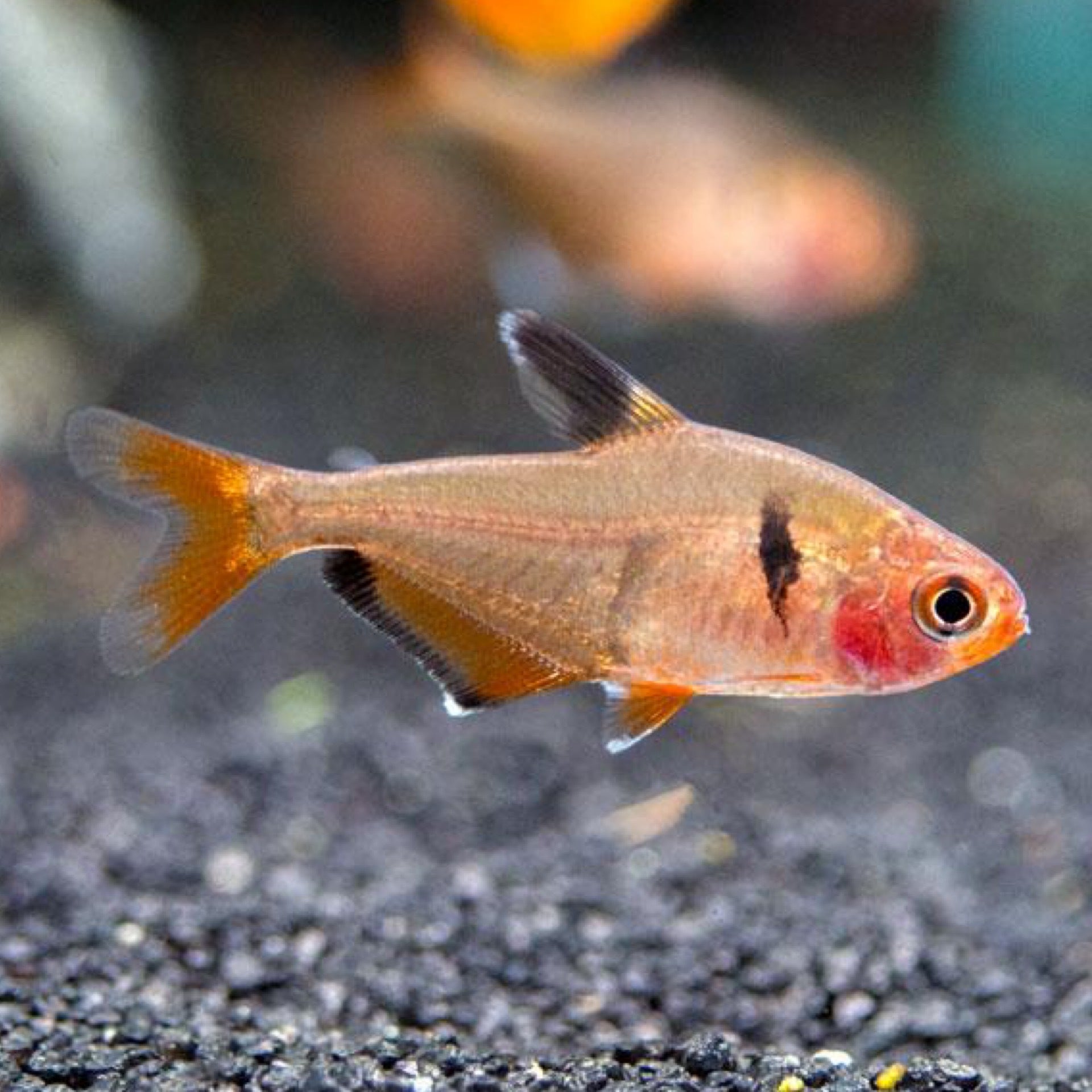 Longfin Serpae Tetra